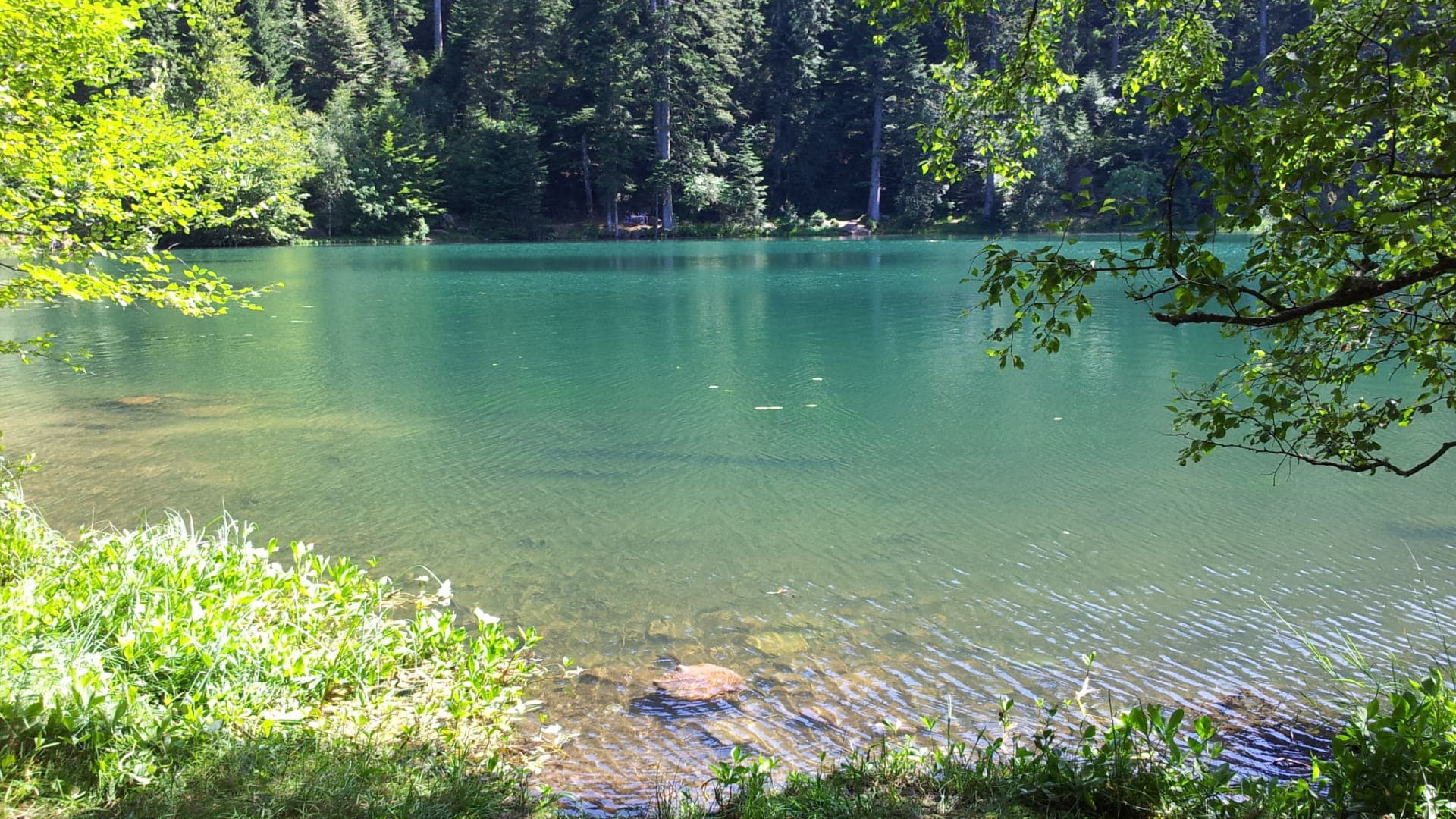 Le lac de la Maix niché dans la forêt des Vosges
