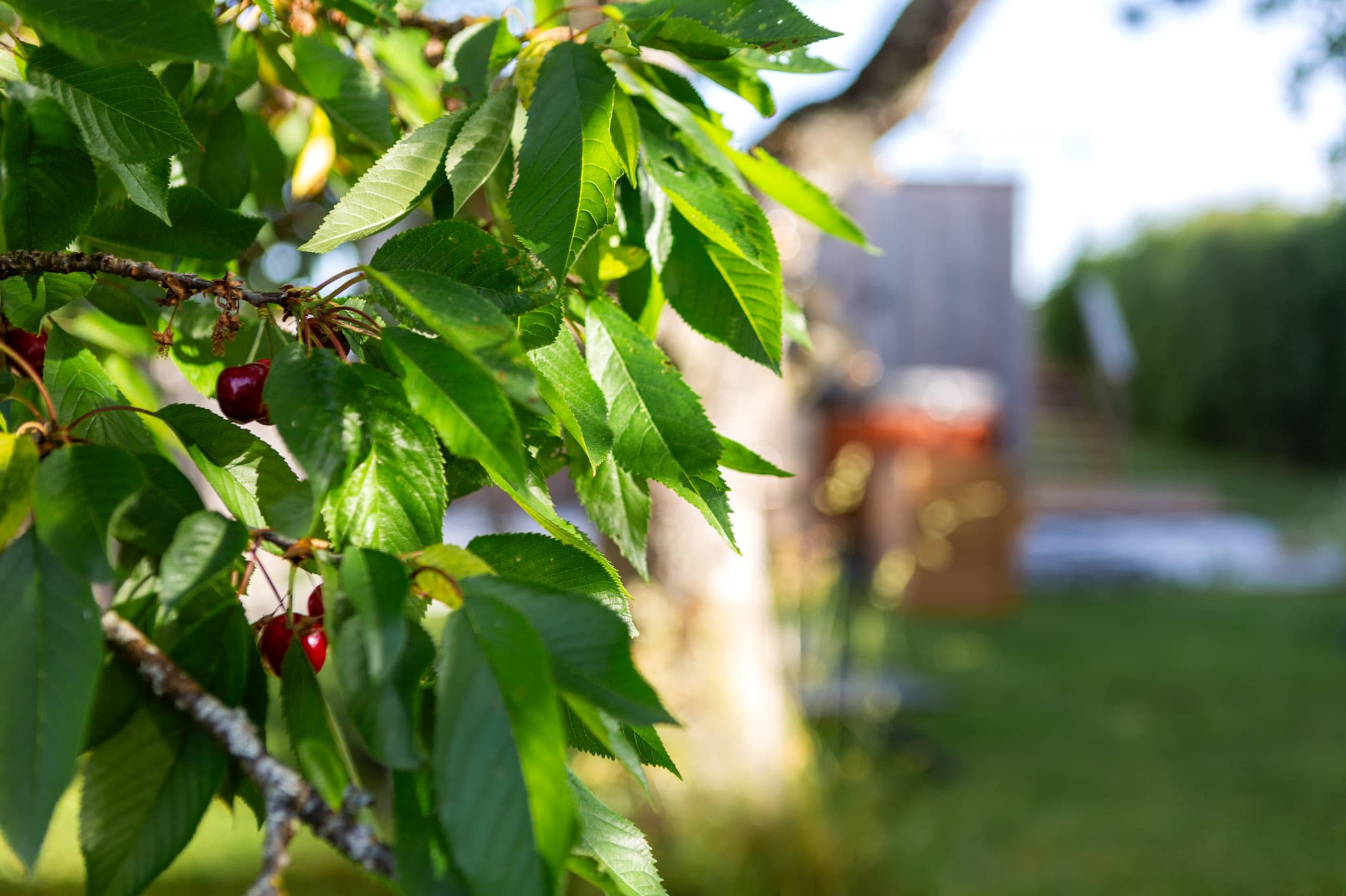 Cerises mûres dans le verger du gîte, nature de Lorquin en Moselle