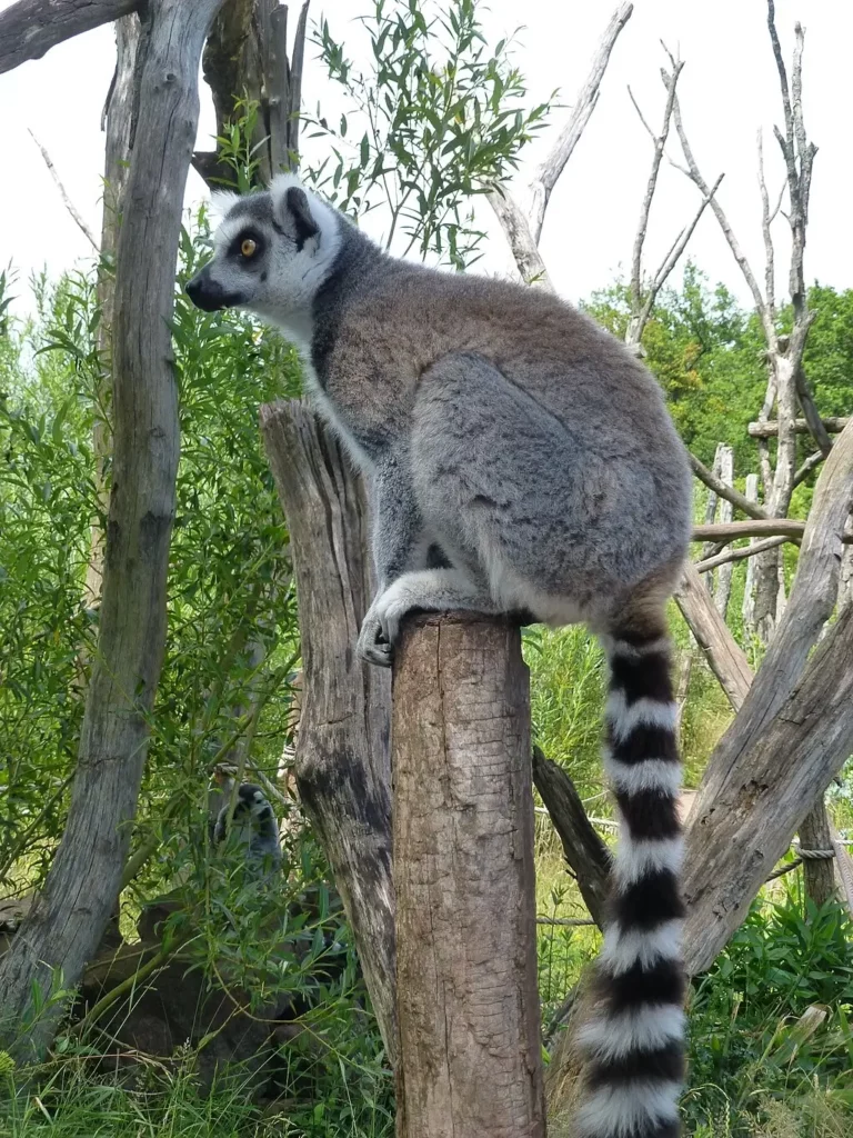 Maki Catta au parc animalier de Sainte-Croix