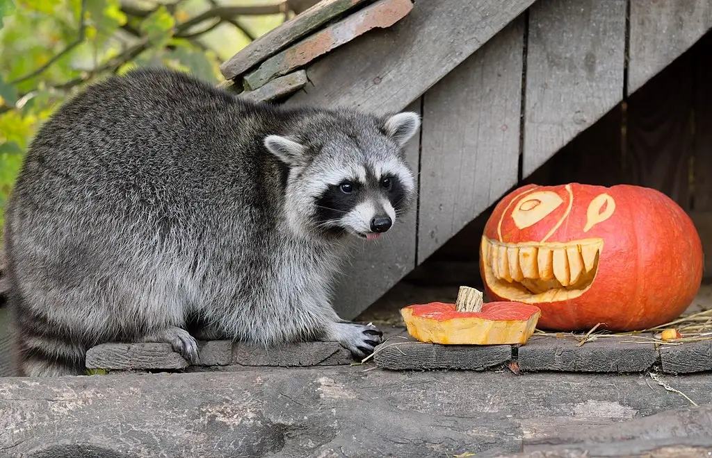 Raton laveur au parc animalier de Sainte-Croix